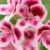 mårbacka pelargonjord hasselfors