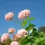 mårbacka pelargonjord hasselfors