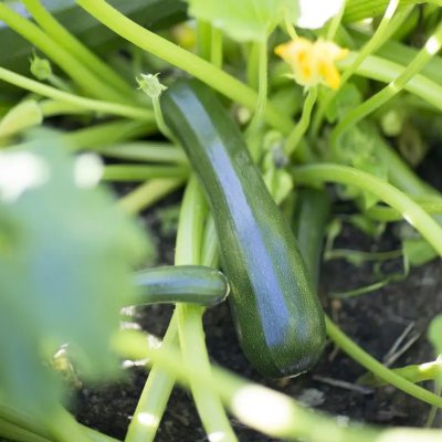 Zoom bild av gödsel för trädgården hasselfors garden