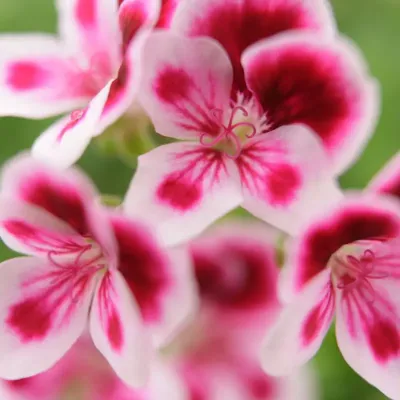 Zoom bild av mårbacka pelargonjord hasselfors