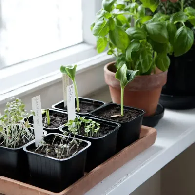 Zoom bild av Naturgödslad såjord hasselforsgarden