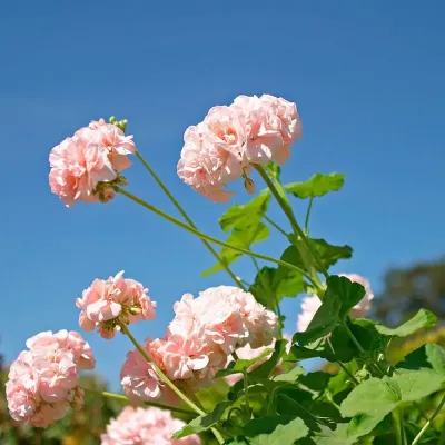 Zoom bild av mårbacka pelargonjord hasselfors