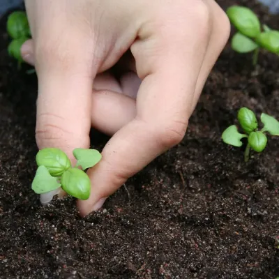 Zoom bild av Naturgödslad plantjord 40 l hasselforsgarden