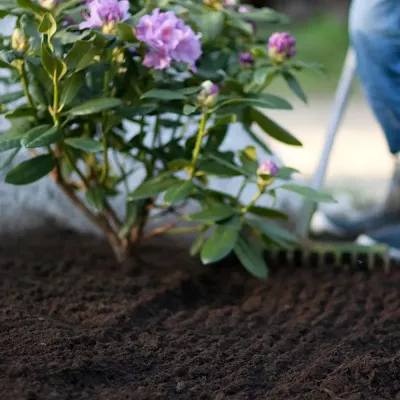 Zoom bild av Rhododendrojord